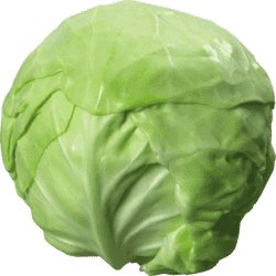 Cabbage